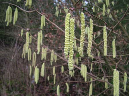 Catkins