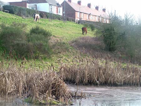 Moat