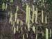 Catkins