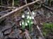 Snowdrops